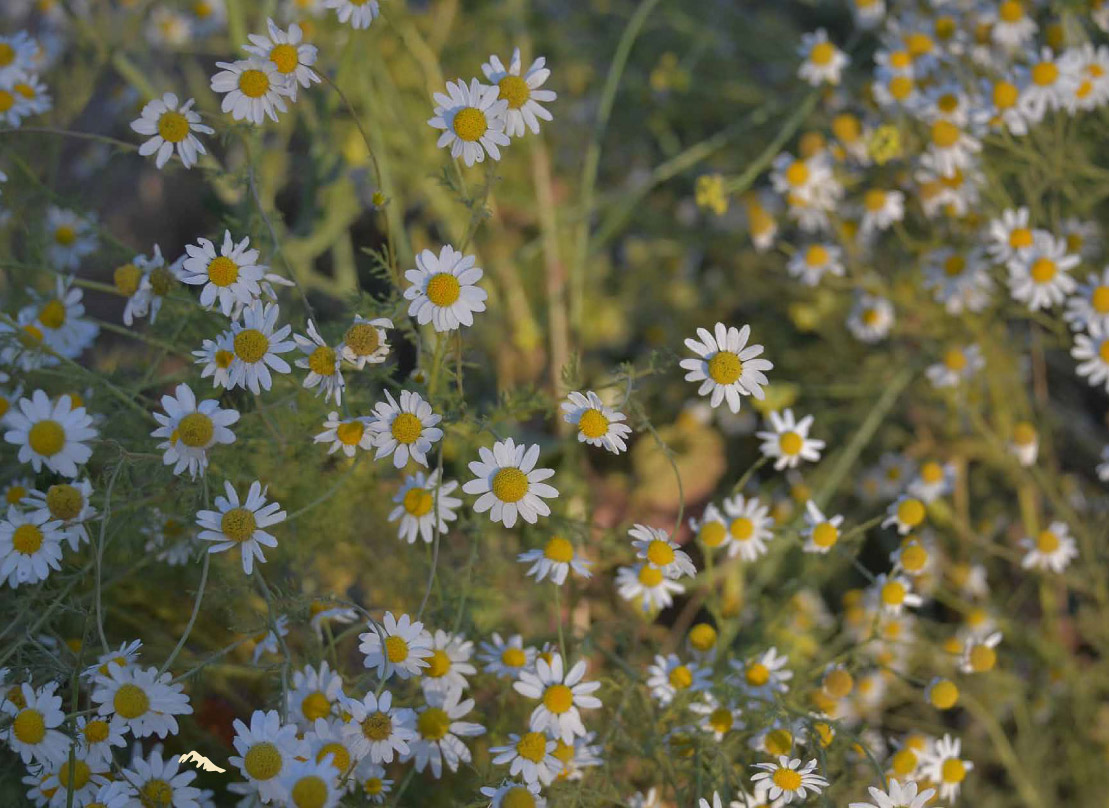 Hierbas y plantas chilenas